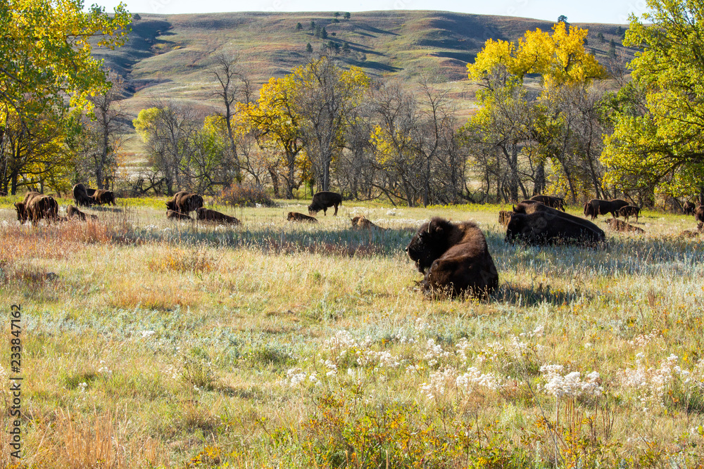 Bison of South Dakota Bison of South Dakota