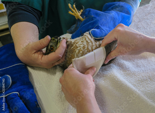 Applying a Wing Wrap on a Cooper's hawk