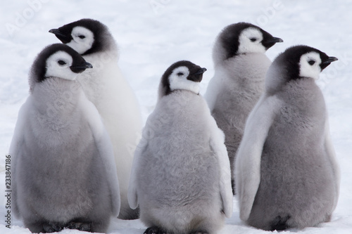 Emperor Penguin Chicks looking in different directions at Snow Hill Emperor Penguin Colony, October 2018.