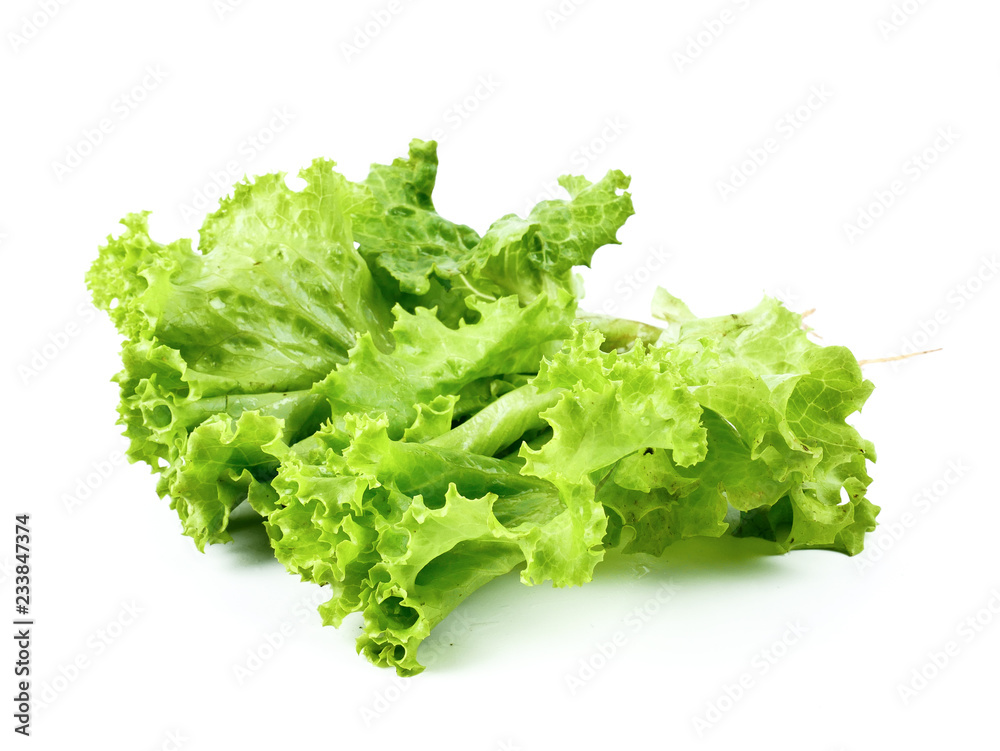 Fresh lettuce isolated on a white background,element of food healthy nutrients and herb vegetable ingredient concept Fresh lettuce isolated on a white background,element of food healthy nutrients and herb vegetable ingredient concept