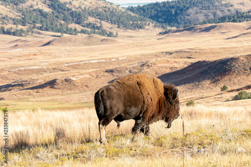 Bison of South Dakota
