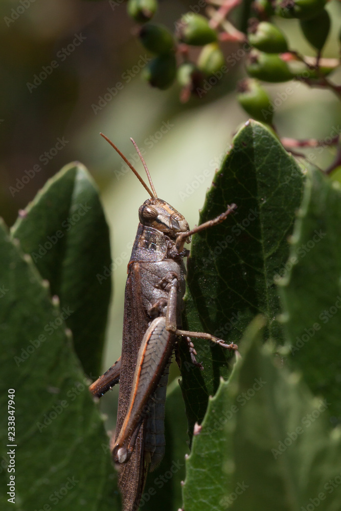 grasshopper grasshopper