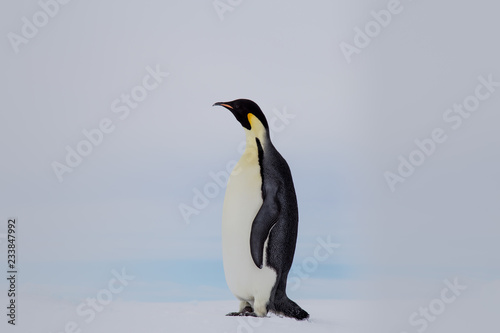 Emperor Penguin at Snow Hill Emperor Penguin Colony, October 2018.
