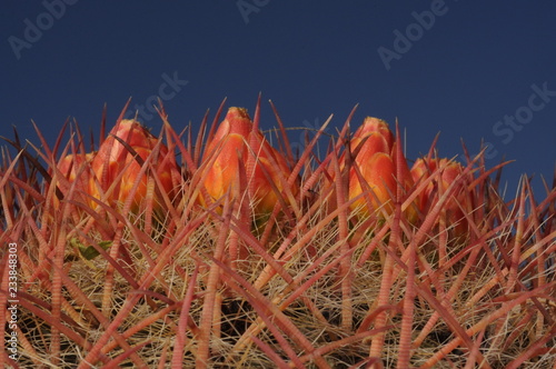 capullo de flor de biznaga photo