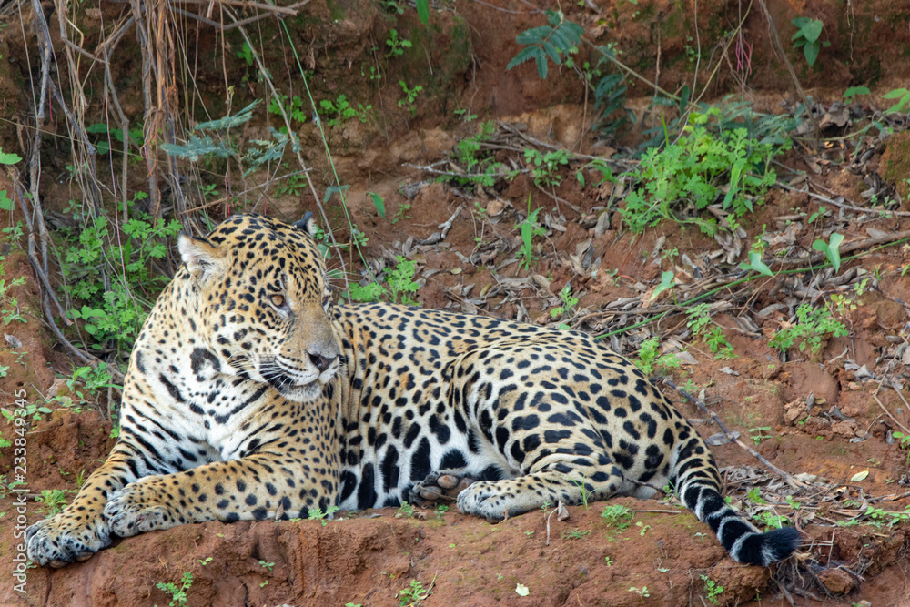 Jaguar resting along the bank of the river. Jaguar resting along the bank of the river.
