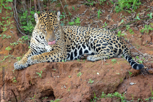 Jaguar resting along the bank of the river.