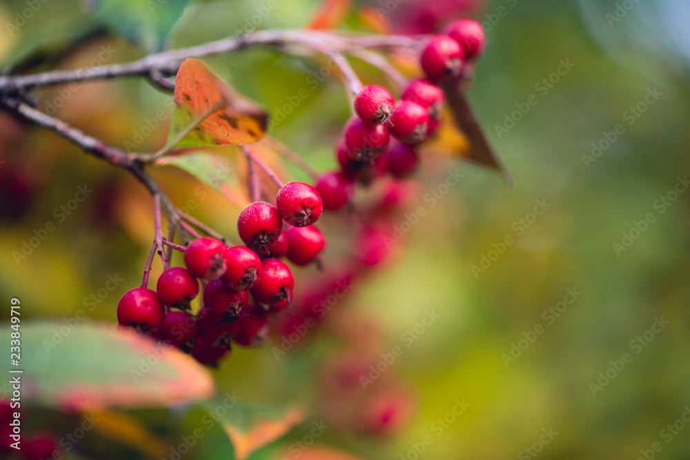 red chokeberries on a branch. holiday card.