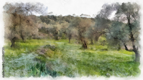 Obraz na płótnie olives fields painting