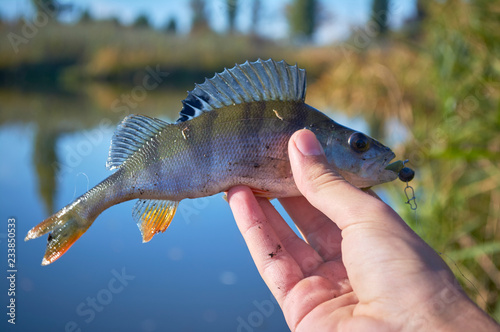 Caught trophy fish in the hands of a fisherman. Freshwater perch with bait in the mouth. Spinning sport fishing. Catch and release