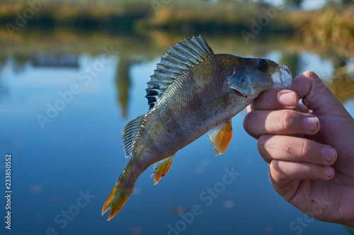 Caught trophy fish in the hands of a fisherman. Freshwater perch with bait in the mouth. Spinning sport fishing. Catch and release