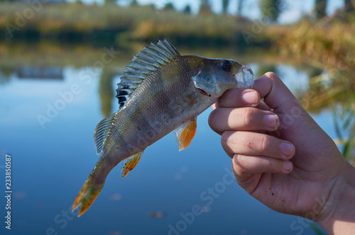 Fototapeta Naklejka Na Ścianę i Meble -  Caught trophy fish in the hands of a fisherman. Freshwater perch with bait in the mouth. Spinning sport fishing. Catch and release