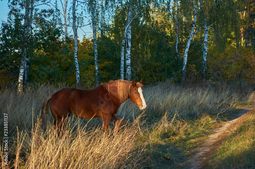 Fototapeta Naklejka Na Ścianę i Meble -  Beautiful brown horse stands beside the road at the edge of the forest. Domestic animal in nature. Autumn light evening in September in Ukraine.