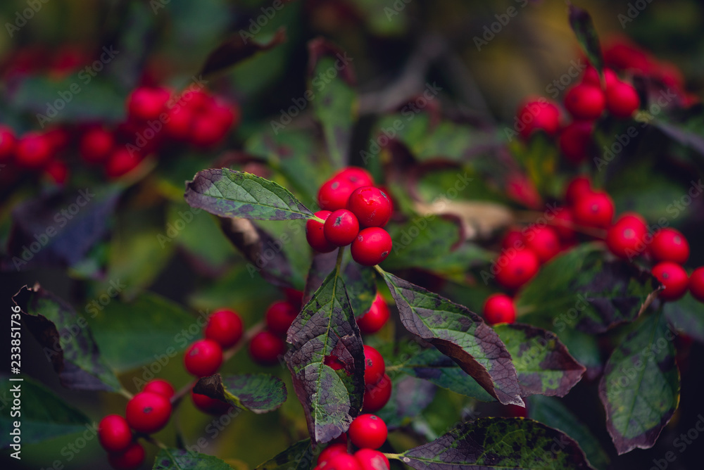 Fototapeta premium red winterberries. holiday card. 