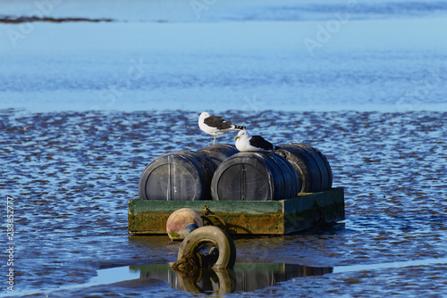 Two seagulls sitting on a floating platform