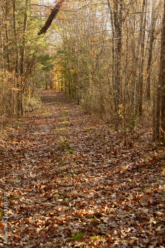 Leaves on the ground