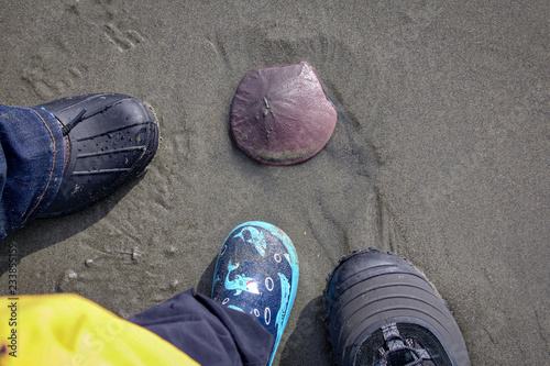 Three boots and a sand dollar