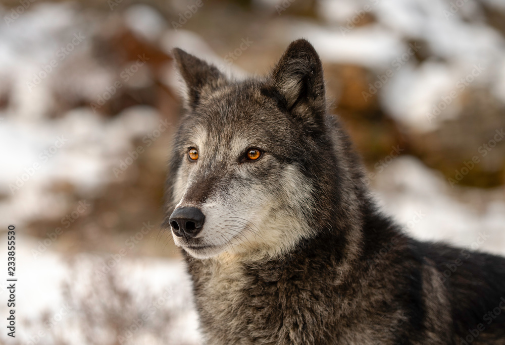 Obraz premium Wolf Stare