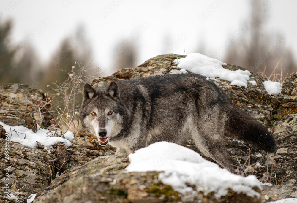 Fototapeta premium Wolf on the Rocks