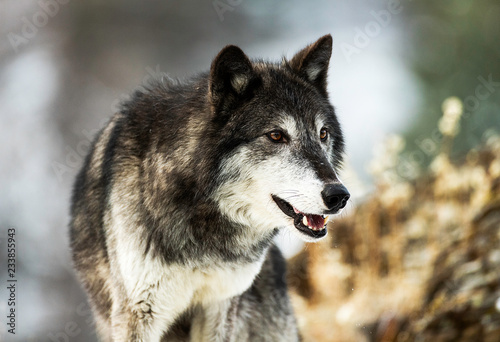 Wolf Portrait © Chris