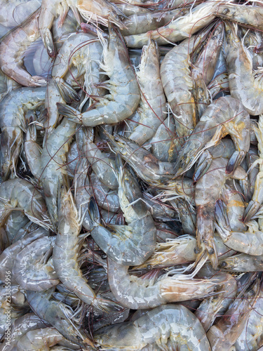White shrimp selection in the market