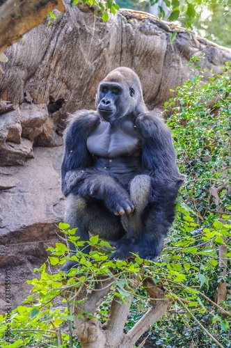 Portrait of a western lowland gorilla in Loro Parque, Tenerife,
