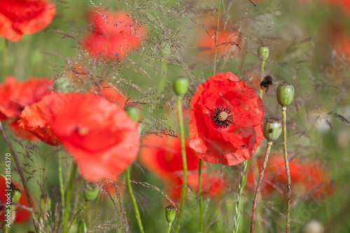 Fototapeta Naklejka Na Ścianę i Meble -  Mohnblumen