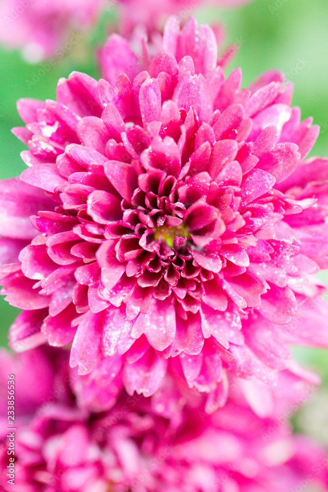 Fototapeta premium The chrysanthemum blooms in red