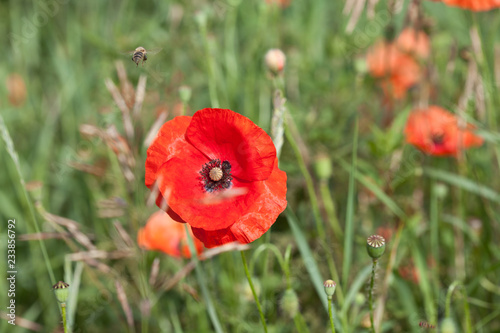 Fototapeta Naklejka Na Ścianę i Meble -  Mohnblumen