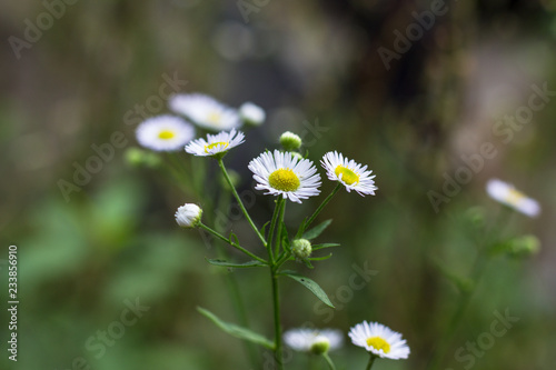 Fototapeta Naklejka Na Ścianę i Meble -  Daisy flower white nature background