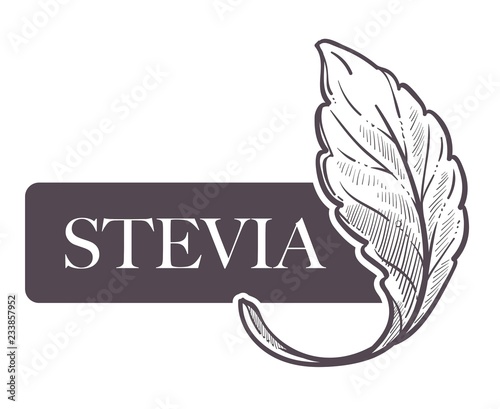 Stevia natural sweetener, leaf put in drink cup vector.