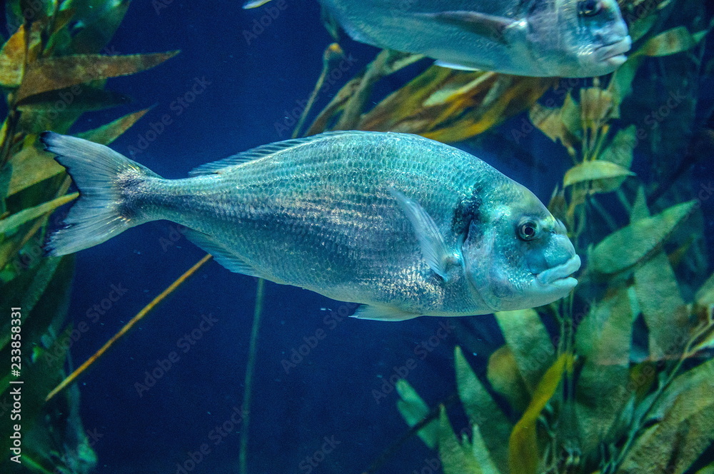 Silver fish underwater in Loro Parque, Tenerife, Canary Islands Silver fish underwater in Loro Parque, Tenerife, Canary Islands