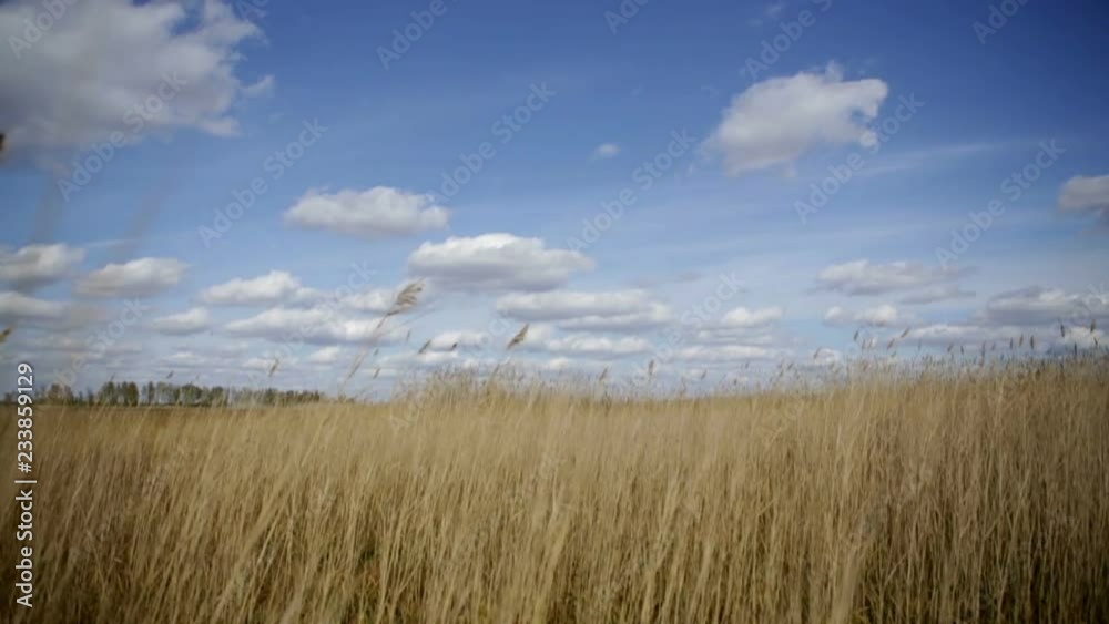 Field of dry grass and clouds Field of dry grass and clouds