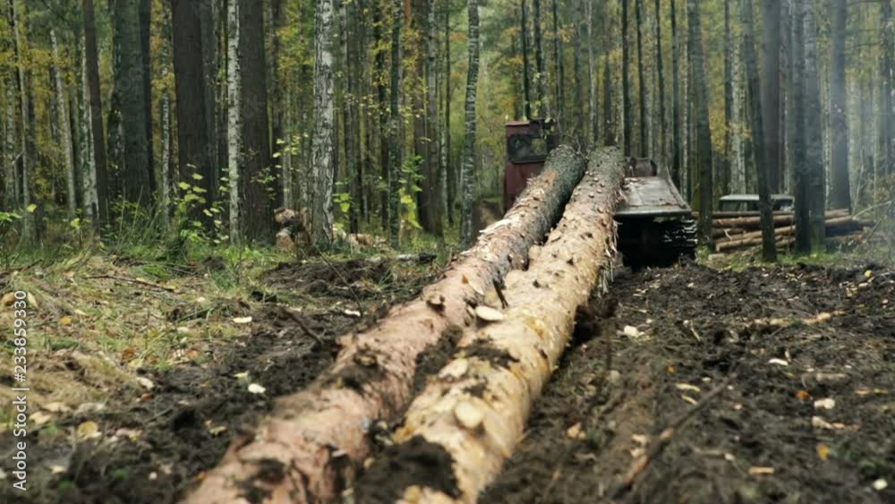 Tractor driven felled trees in the forest Tractor driven felled trees in the forest