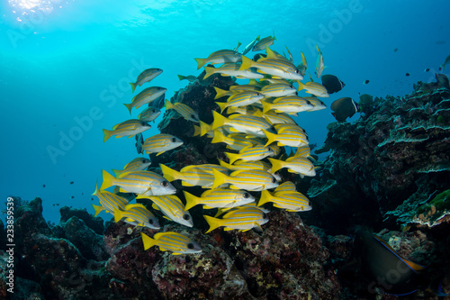 School of Lutjanus bengalensis  Bengal snappers