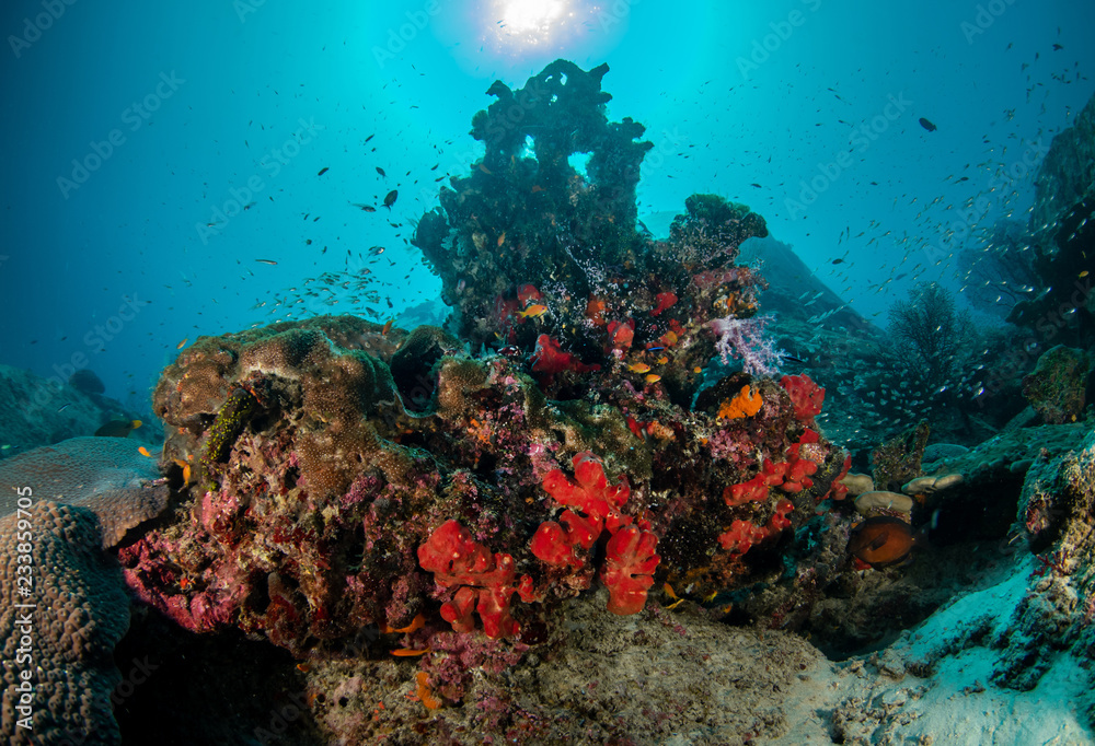 Tropical coral reef with many glass fish 