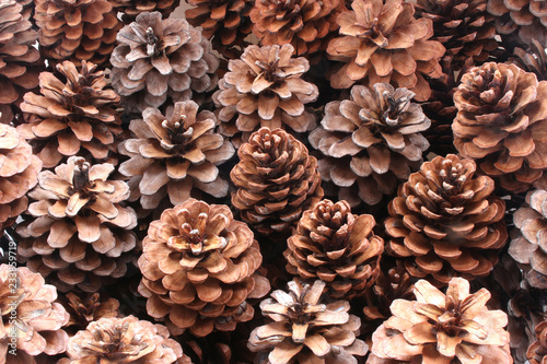 Fir coniferous and pine cones tree fruit background