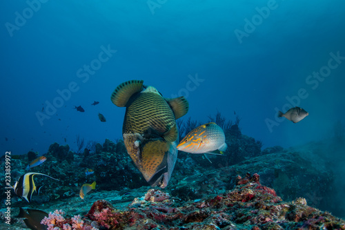 Titan Triggerfish, Balistoides Viridescens photo