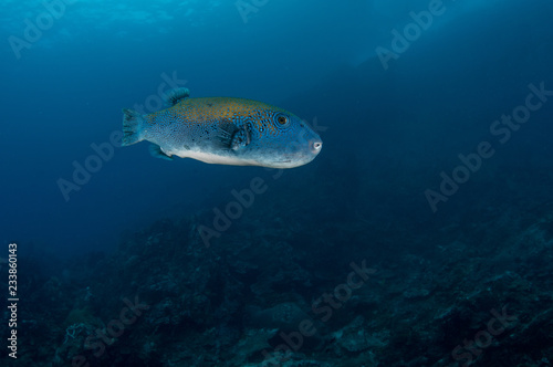 Bluespotted pufferfish, Arothron caeruleopunctatus © Krzysztof Bargiel