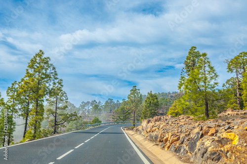 Road along the canarian pines in Corona Forestal Nature Park, Te photo