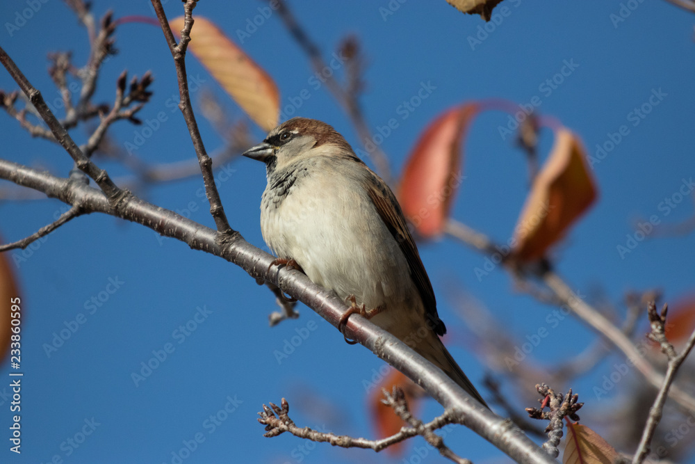 Male Sparrow in a Tree Male Sparrow in a Tree