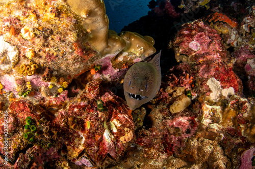 Moray eel  Gymnothorax javanicus