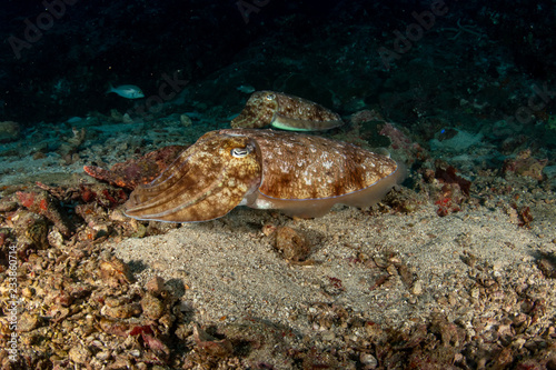 The Pharaoh Cuttlefish, Sepia pharaonis photo