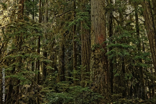 Cathedral Grove © Haydn