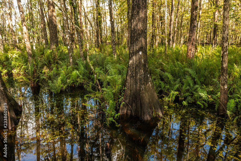 Cypress Slough Cypress Slough