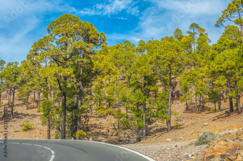 Road along the canarian pines in Corona Forestal Nature Park, Te photo