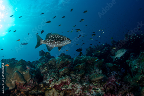 Картината върху платно Juvenile brassy chub/lowfin drummer (Kyphosus vaigiensis) on the coral reef surr
