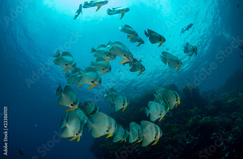 School of Platax orbicularis, Orbicular Batfish