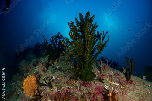 Green cup coral  Tubastrea micrantha closeup in tropical coral reef 