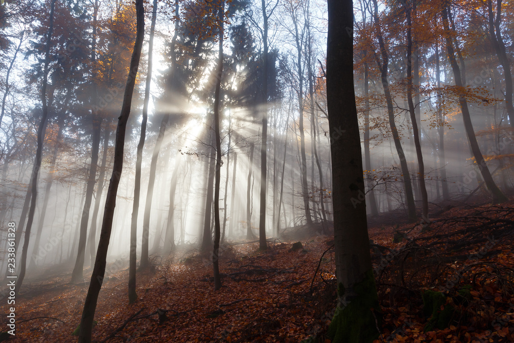 Obraz premium Autumn Forest