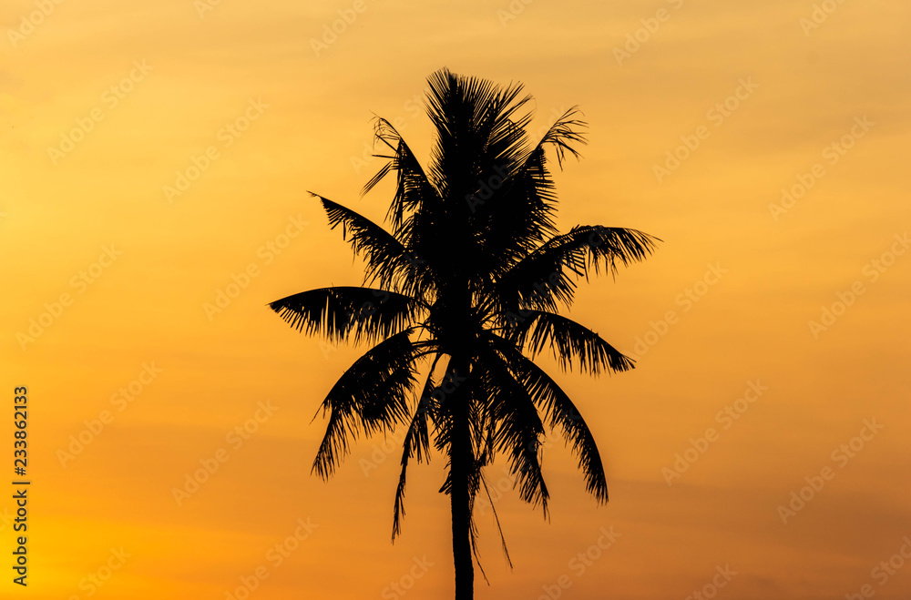Silhouette palm tree with sunset background